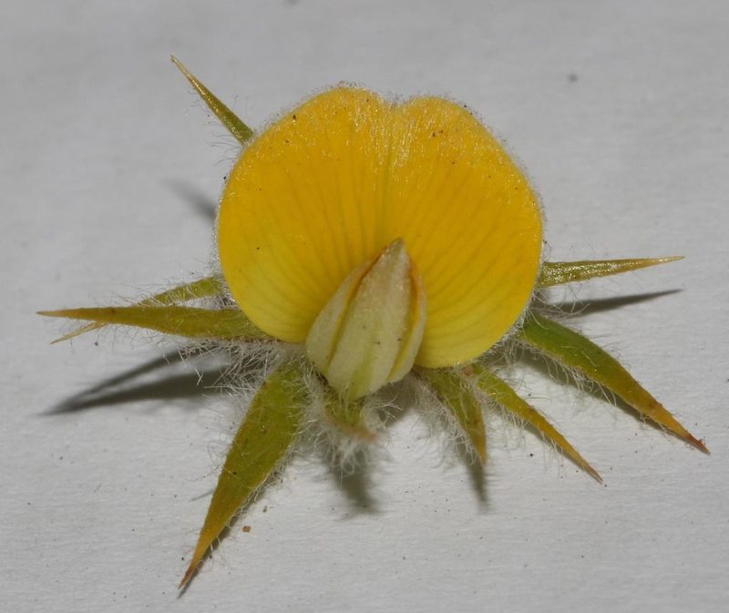 Aspalathus acidota, photographed by Brian du Preez