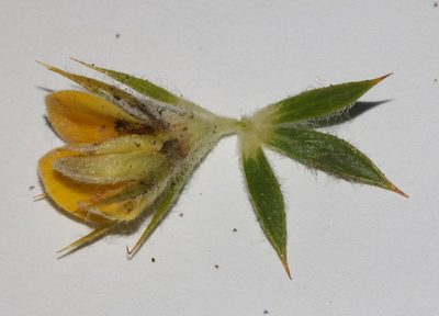 Aspalathus acidota, photographed by Brian du Preez