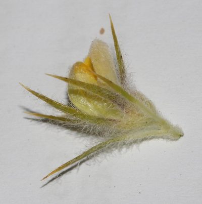 Aspalathus acidota, photographed by Brian du Preez