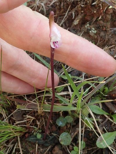 Disperis woodii, photographed by Peter Warren