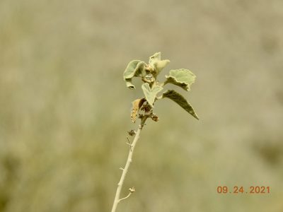 Horsfordia newberryi, photographed by Diana