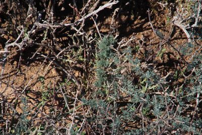 Asparagus glaucus, photographed by Tony Rebelo