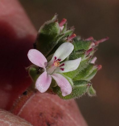 Pelargonium nanum, photographed by Nicola van Berkel