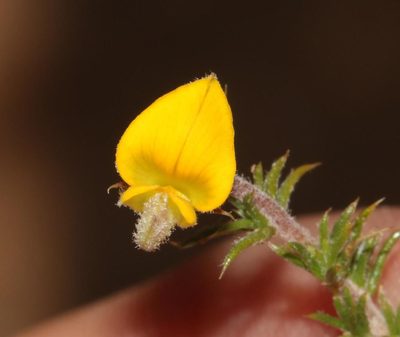 Aspalathus aristifolia, photographed by Brian du Preez