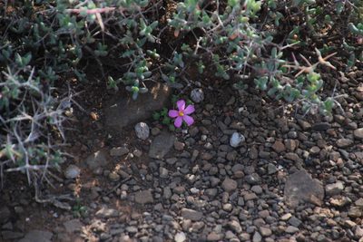 Oxalis fergusoniae, photographed by Tony Rebelo
