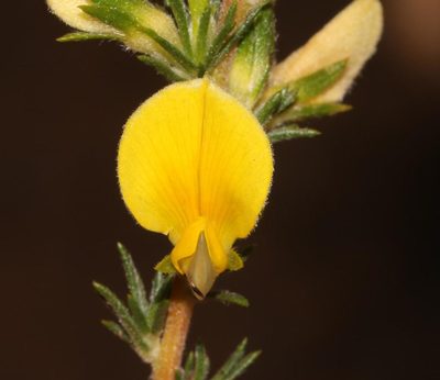 Aspalathus spicata, photographed by Brian du Preez