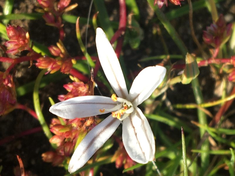 Trachyandra hispida, photographed by Simon Tamblyn