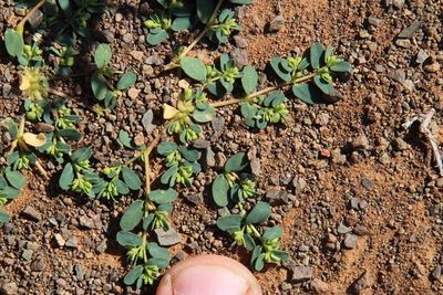 Euphorbia inaequilatera, photographed by Tony Rebelo