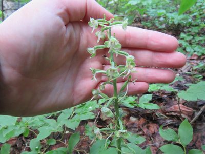 Platanthera orbiculata, photographed by Erin Springinotic