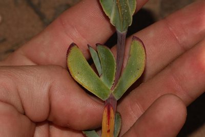 Erepsia pillansii, photographed by Brian du Preez