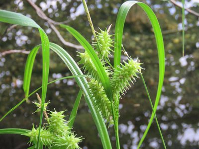 Carex retrorsa, photographed by Erin Springinotic