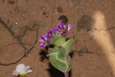 Erepsia pillansii, photographed by Brian du Preez