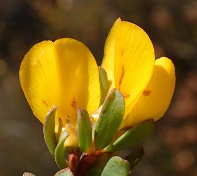 Cyclopia burtonii, photographed by Nicola van Berkel