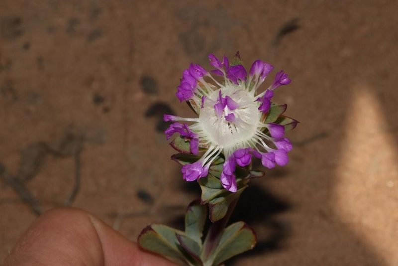 Erepsia pillansii, photographed by Brian du Preez