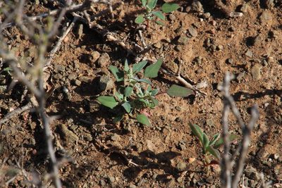 Chenopodium phillipsianum, photographed by Tony Rebelo