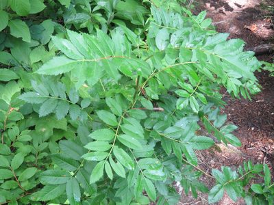 Sorbus scopulina, photographed by Erin Springinotic