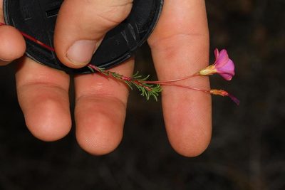 Oxalis confertifolia, photographed by Brian du Preez