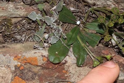 Euphorbia ecklonii, photographed by Brian du Preez