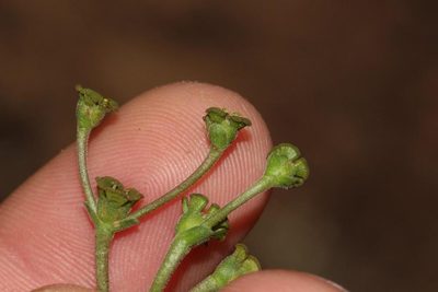 Euphorbia ecklonii, photographed by Brian du Preez