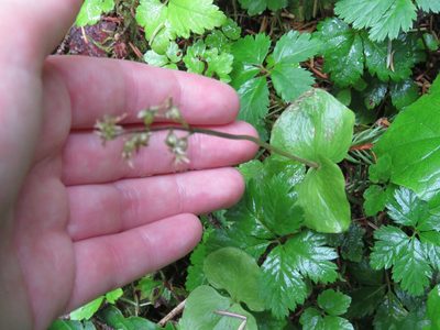 Neottia cordata, photographed by Erin Springinotic