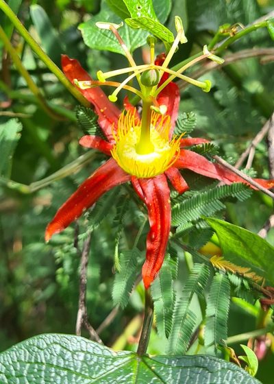 Passiflora cinnabarina, photographed by Vale Jenny Conolly
