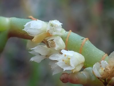 Cuscuta pacifica, photographed by Trevor Van Loon