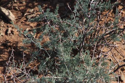 Asparagus glaucus, photographed by Tony Rebelo