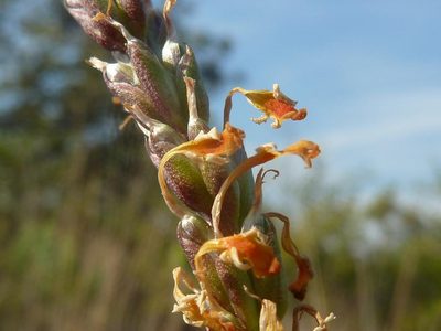 Hebenstretia angolensis, photographed by M Kriek
