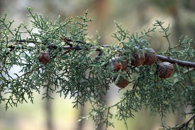 Hesperocyparis glabra, photographed by Jamie Griffiths