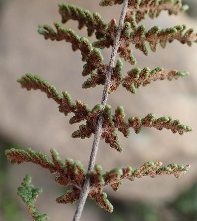 Choristosoria induta, photographed by Nicola van Berkel