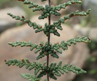 Choristosoria induta, photographed by Nicola van Berkel