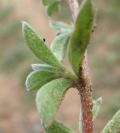 Aizoon portulacaceum, photographed by Nicola van Berkel