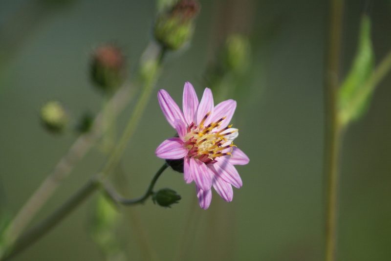 Simsia sanguinea, photographed by Luis F. Ramírez