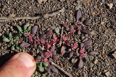 Trianthema parvifolium, photographed by Tony Rebelo