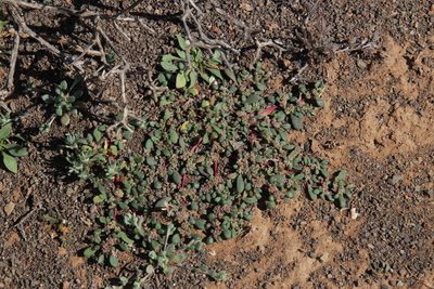 Trianthema parvifolium, photographed by Tony Rebelo