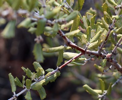 Ceanothus crassifolius, photographed by Jamie Griffiths