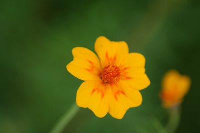 Tagetes lunulata, photographed by Luis F. Ramírez
