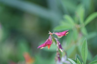 Crotalaria pumila, photographed by Luis F. Ramírez