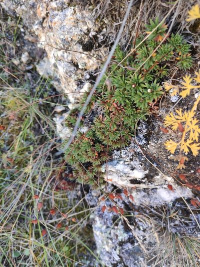 Saxifraga mucronulata, photographed by Юлия