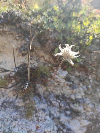 Pulsatilla tenuiloba, photographed by Юлия