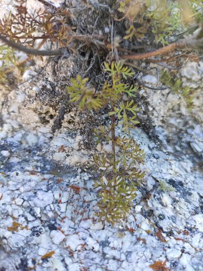 Pulsatilla tenuiloba, photographed by Юлия