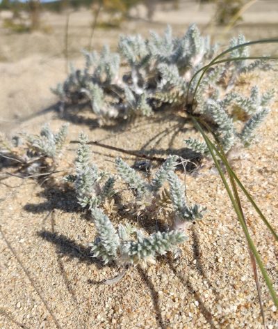 Oxytropis lanata, photographed by Юлия
