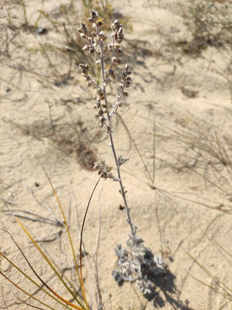 Artemisia ledebouriana, photographed by Юлия