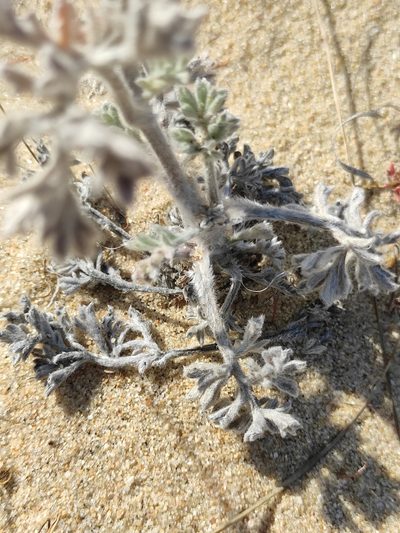 Artemisia ledebouriana, photographed by Юлия