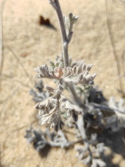 Artemisia ledebouriana, photographed by Юлия
