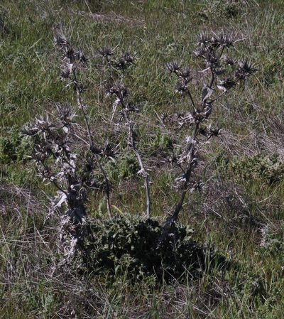 Berkheya glabrata, photographed by Tony Rebelo