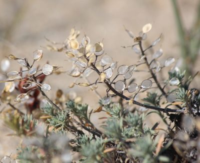 Alyssum lenense, photographed by Юлия