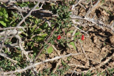 Delosperma multiflorum, photographed by Tony Rebelo
