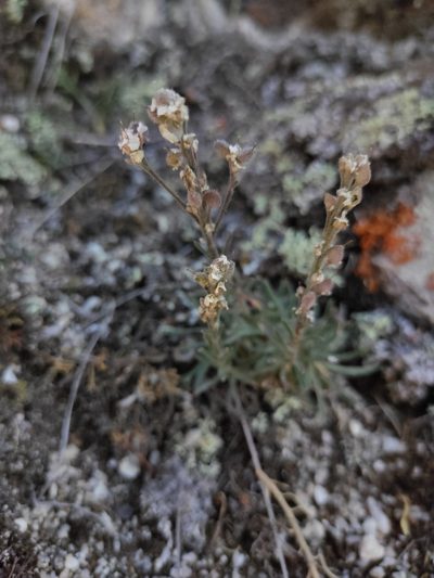 Stevenia tenuifolia, photographed by Юлия
