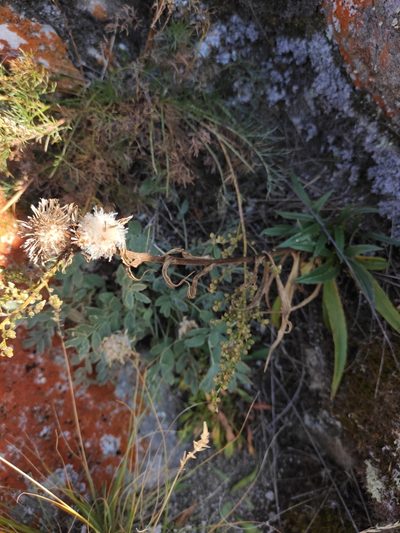 Saussurea schanginiana, photographed by Юлия